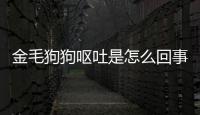金毛狗狗嘔吐是怎么回事(金毛狗狗上吐下瀉是怎么回事)