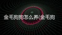 金毛狗狗怎么養(金毛狗狗嘔吐是怎么回事)