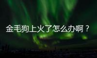金毛狗上火了怎么辦啊？金毛狗上火了吃什么藥