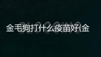 金毛狗打什么疫苗好(金毛狗打疫苗打幾針)