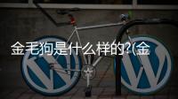 金毛狗是什么樣的?(金毛狗皮膚真菌,螨蟲,怎樣治療)