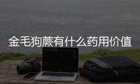 金毛狗蕨有什么藥用價值？ 金毛狗脊屬于