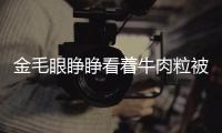 金毛眼睜睜看著牛肉粒被貓吃掉，它一臉生無可戀表情：都吃光了啊