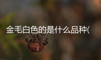 金毛白色的是什么品種(白色的金毛多少錢一只)