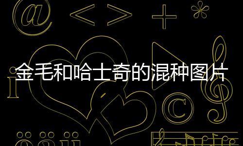 金毛和哈士奇的混種圖片