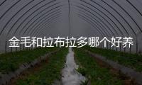 金毛和拉布拉多哪個好養 金毛跟拉布拉多哪個好