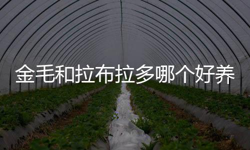 金毛和拉布拉多哪個好養 金毛跟拉布拉多哪個好