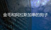 金毛和阿拉斯加串的狗子(金毛和阿拉斯加雜交出來的狗是什么樣子的)