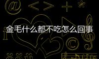 金毛什么都不吃怎么回事？金毛什么都不吃怎么辦