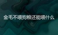 金毛不喂狗糧還能喂什么意思呢(金毛不喂狗糧行不行)
