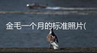 金毛一個月的標(biāo)準(zhǔn)照片(金毛小狗死的照片)