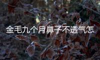 金毛九個月鼻子不透氣怎么辦呀？金毛鼻子堵塞怎么治療