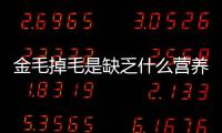 金毛掉毛是缺乏什么營(yíng)養(yǎng)？金毛掉毛嚴(yán)重不