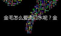 金毛怎么愛流口水呢？金毛愛流口水嗎