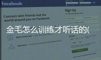 金毛怎么訓練才聽話的(金毛怎樣訓練)