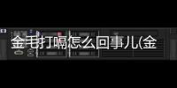 金毛打嗝怎么回事兒(金毛老是打嗝是怎么回事)