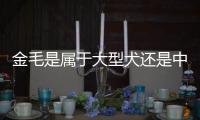 金毛是屬于大型犬還是中型犬？ 金毛屬于大型犬嗎