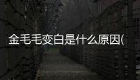 金毛毛變白是什么原因(比金毛毛短的是什么狗)