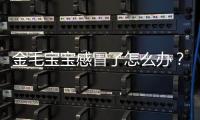 金毛寶寶感冒了怎么辦？金毛幼崽感冒了吃什么藥