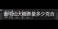 金毛幼犬喂養量多少克合適，金毛幼犬喂養量多少克正常