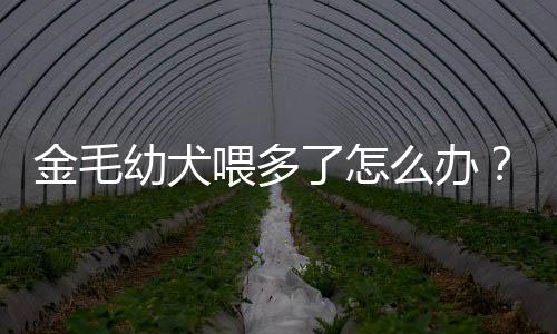 金毛幼犬喂多了怎么辦？小金毛吃多了怎么辦