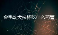 金毛幼犬拉稀吃什么藥管用(金毛幼犬吃什么)