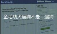 金毛幼犬遛狗不走，遛狗狗不走 往回走