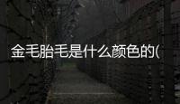 金毛胎毛是什么顏色的(藍貓胎毛什么顏色)