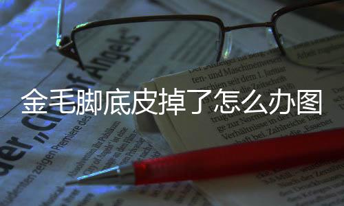 金毛腳底皮掉了怎么辦圖片？金毛腳底開裂是怎么回事