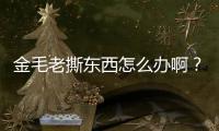 金毛老撕東西怎么辦啊？金毛老是撕衣服