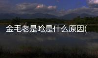 金毛老是嗆是什么原因(金毛愛偷吃東西怎么辦)