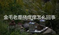 金毛老是撓癢癢怎么回事？金毛經(jīng)常撓癢是怎么回事