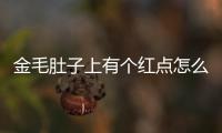 金毛肚子上有個紅點怎么回事兒？金毛肚子長紅點怎么辦