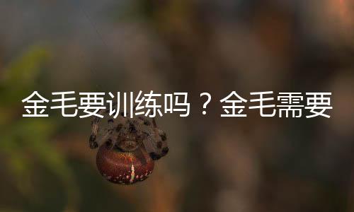 金毛要訓練嗎？金毛需要訓練哪些項目