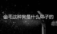 金毛這種狗是什么樣子的圖片？金毛狗是什么樣子的他聽不聽話