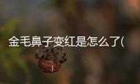 金毛鼻子變紅是怎么了(金毛鼻子干吃什么藥管用)