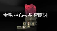 金毛 拉布拉多 智商對(duì)比  金毛 拉布拉多 智商高嗎