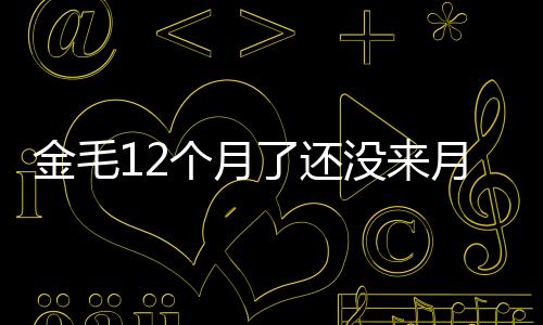 金毛12個月了還沒來月經怎么辦呢？金毛12個月了還沒來月經怎么辦呀
