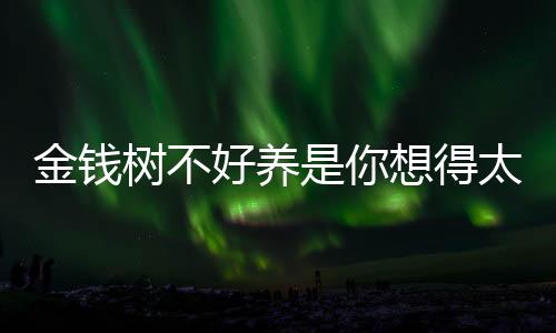 金錢樹不好養是你想得太復雜只需做幾點盆里全是小土豆