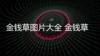 金錢草圖片大全 金錢草的資料詳細介紹
