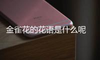 金雀花的花語是什么呢 金雀花應(yīng)該怎么養(yǎng)殖呢