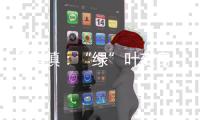 金集鎮：“綠”葉變身“金”葉 賦能鄉村振興_