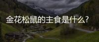 金花松鼠的主食是什么?？金花松鼠主要吃什么