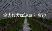 金邊牧犬優缺點？ 金邊邊境牧羊犬價格