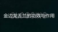 金邊龍舌蘭的功效與作用科普,金邊龍舌蘭的副作用科普藥效用法圖片