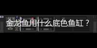金龍魚用什么底色魚缸？金龍魚用什么底色