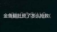 金魚翻肚皮了怎么搶救(金魚吃飽了就翻肚皮)