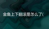 金魚上下翻滾是怎么了(金魚一動不動是怎么了)