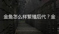 金魚怎么樣繁殖后代？金魚怎么繁殖小魚