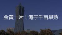 金黃一片！海寧千畝早熟晚稻開機收割！